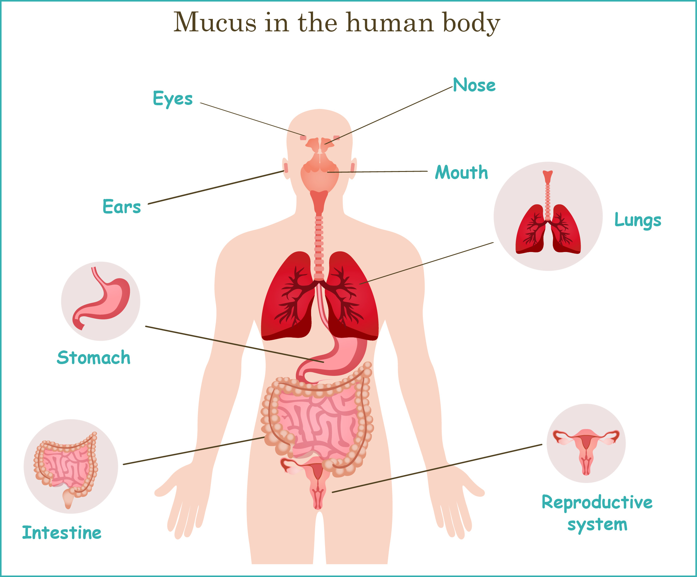 Yeux, œil, oreilles, oreille, nez, bouche, bouches, poumons, estomac, intestins, intestin, systèmes reproductifs, système reproductivele mucus